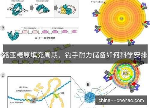 路亚糖原填充周期,钓手耐力储备如何科学安排 路亚糖原填充周期,钓手耐力储备如何科学安排